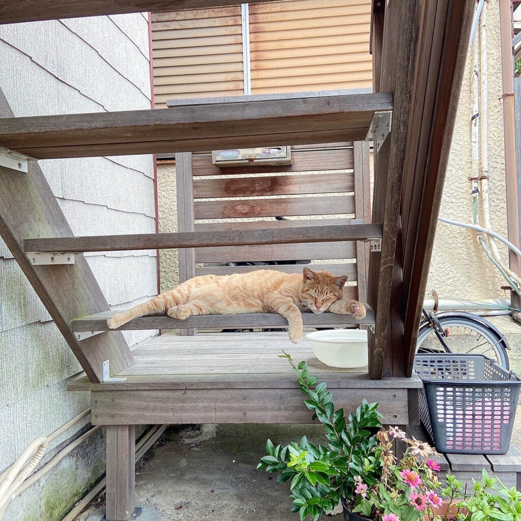 江ノ島の猫